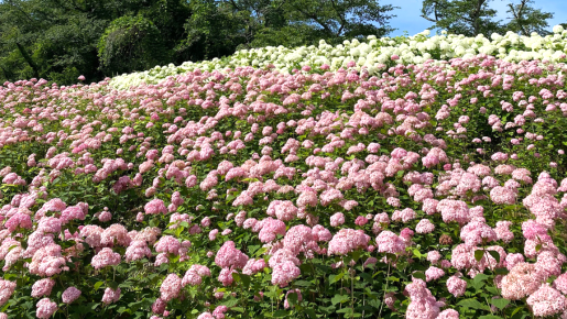 <Web割対象商品>【キングツアーバス旅】東京の奥座敷・秋川渓谷に佇む「黒茶屋」季節の山里料理 純白の「アナベルの雪山」&ピンクアナベル 「払沢の滝」〔新百合ヶ丘・多摩センター・聖蹟桜ヶ丘発〕3